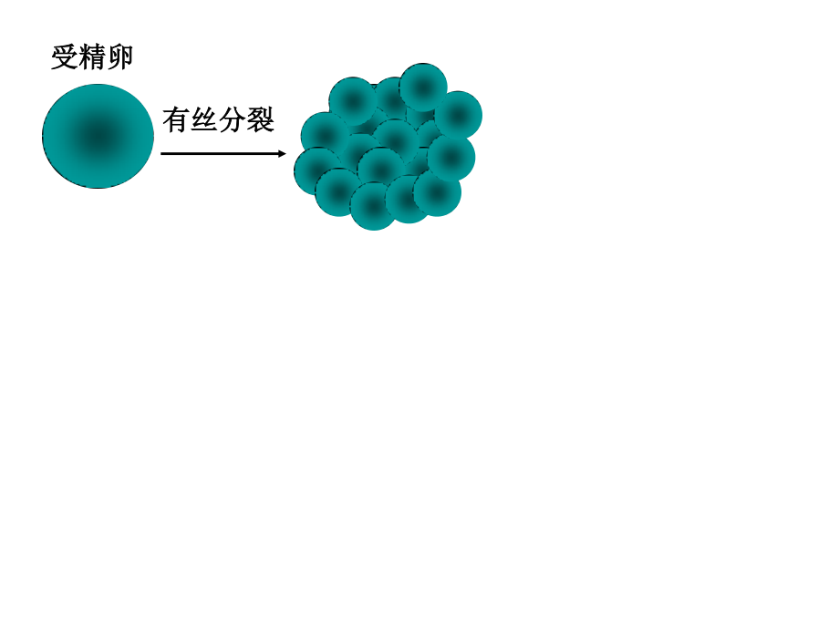 必修一.-4-2.-细胞分化、癌变、衰老和凋亡资料.ppt_第3页