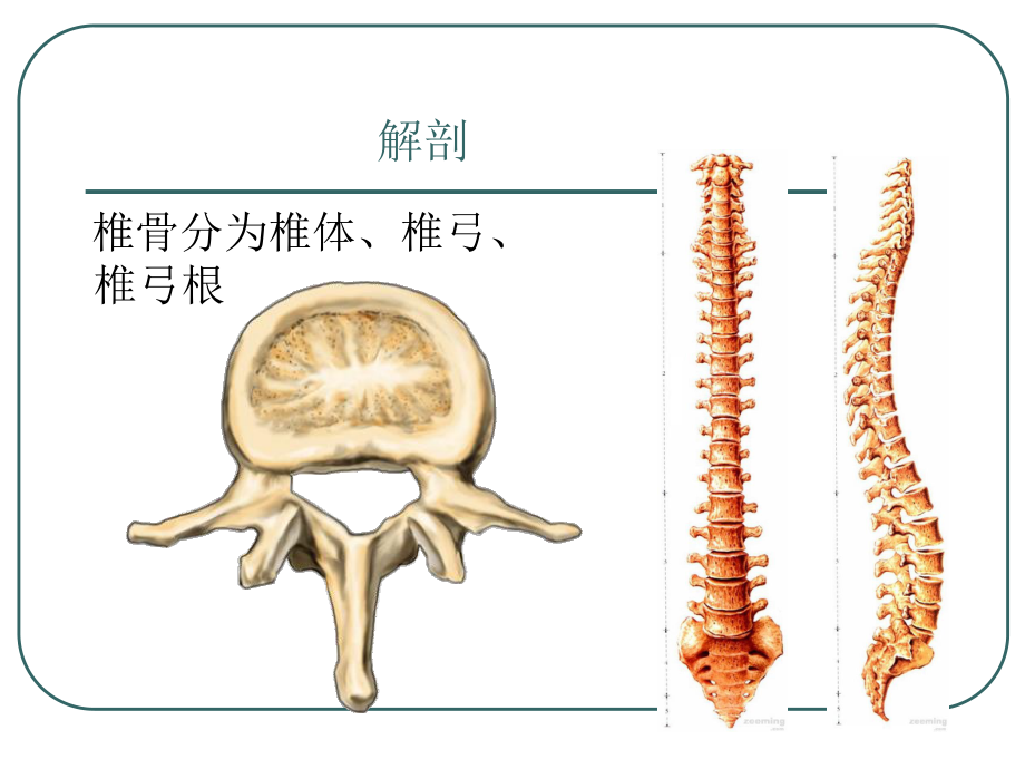 腰椎骨折.ppt_第2页