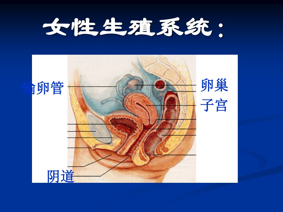 受精卵胚泡胚胎胎儿.ppt_第3页