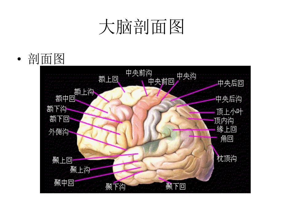 大脑结构图图例.ppt_第3页