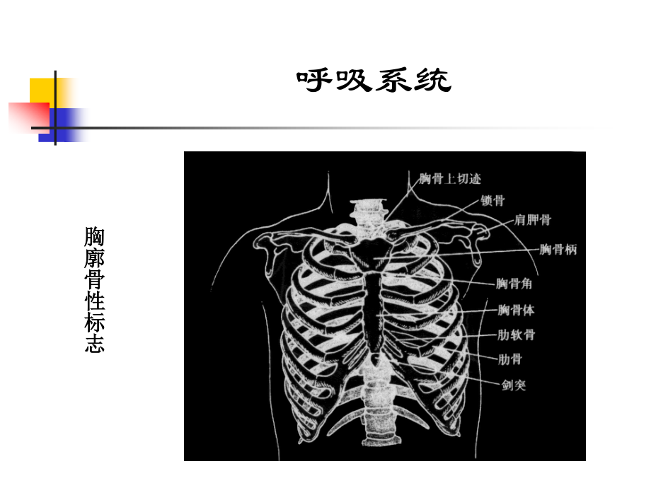 呼吸系统(精品).ppt_第2页