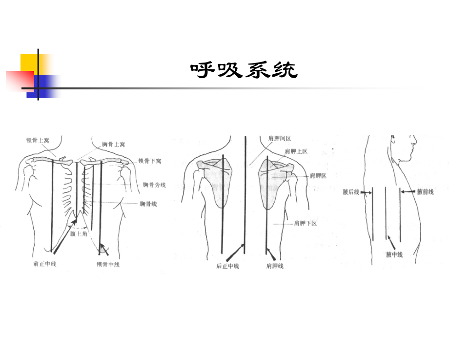 呼吸系统(精品).ppt_第3页