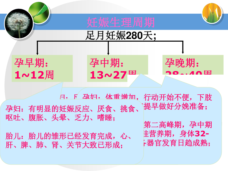 理论11+5.1孕妇乳母营养与膳食(4学时).pptx_第3页