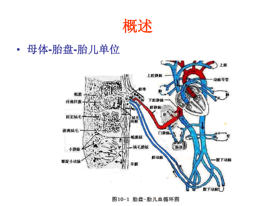 妊娠期及新生儿合理用药原则.ppt_第2页