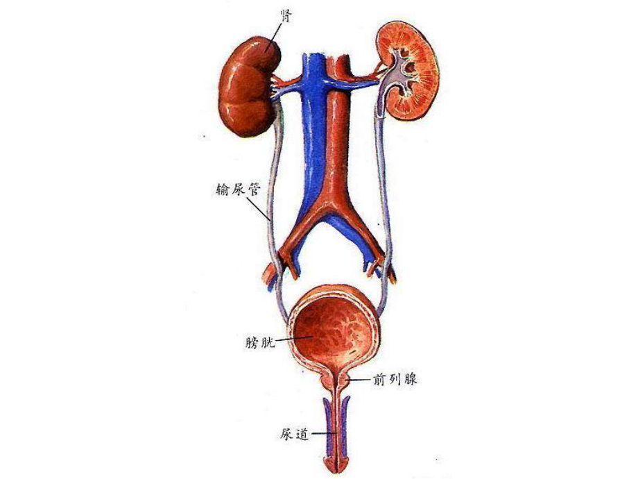 学时尿液检查.pptx_第1页