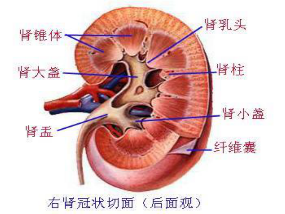 学时尿液检查.pptx_第2页