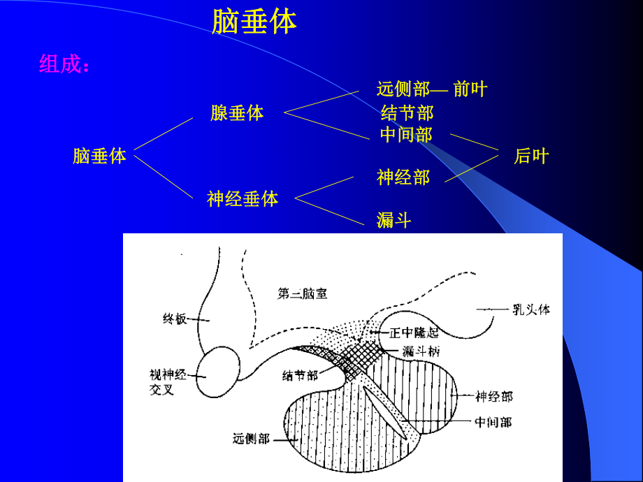 垂体-性腺轴.ppt_第3页