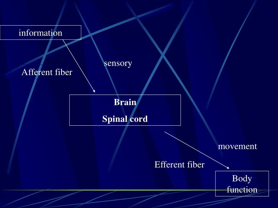 神经系统(英1)(完整).ppt_第2页