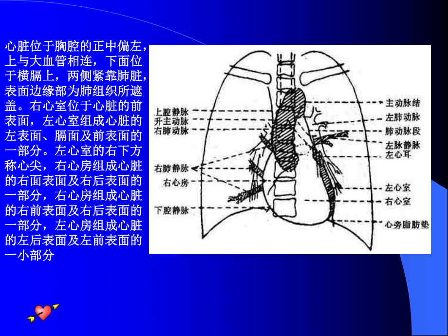 周雁花心脏.ppt_第3页