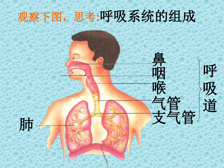 呼吸道对空气处理ppt.ppt_第2页