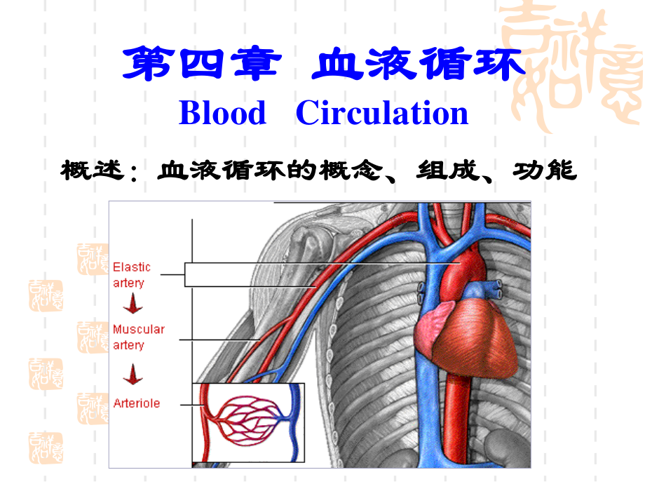 心脏生理(14护本)资料.ppt_第1页