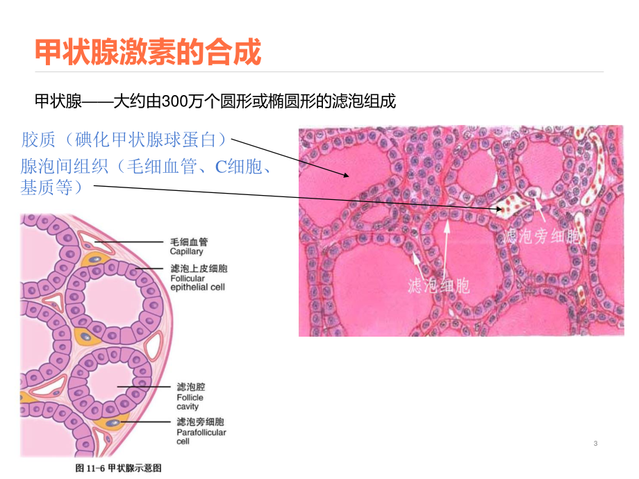 甲状腺激素不敏感综合征.pptx_第3页