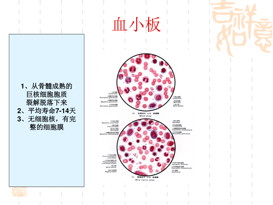 血栓形成过程.ppt_第2页