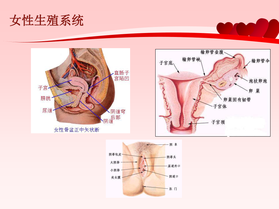 妇女健康知识讲座讲诉.ppt_第3页