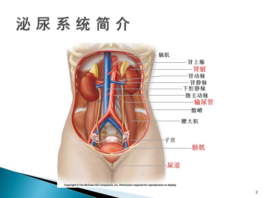 尿液检验单的解读.ppt_第2页