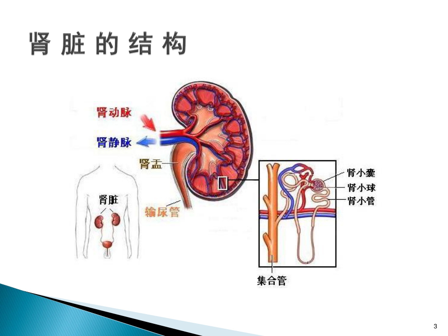 尿液检验单的解读.ppt_第3页