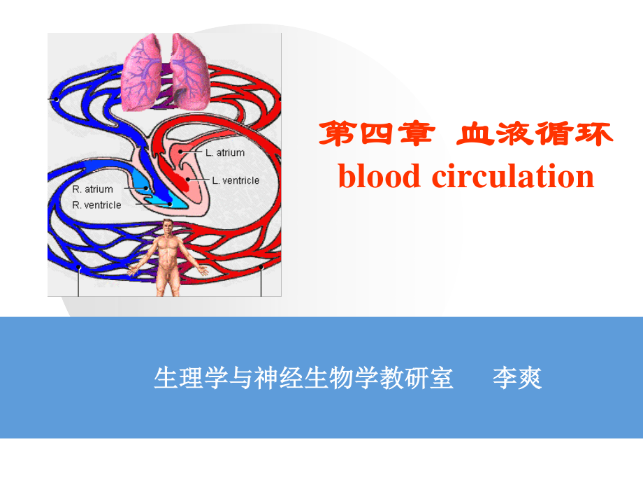 血液循环第一次课.ppt_第1页