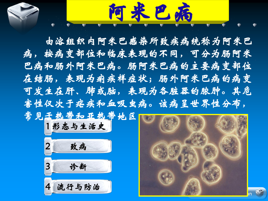 寄生虫-阿米巴.ppt_第2页