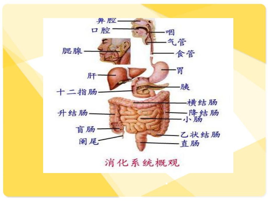 患者发现消化道出血的应急预案.ppt_第3页