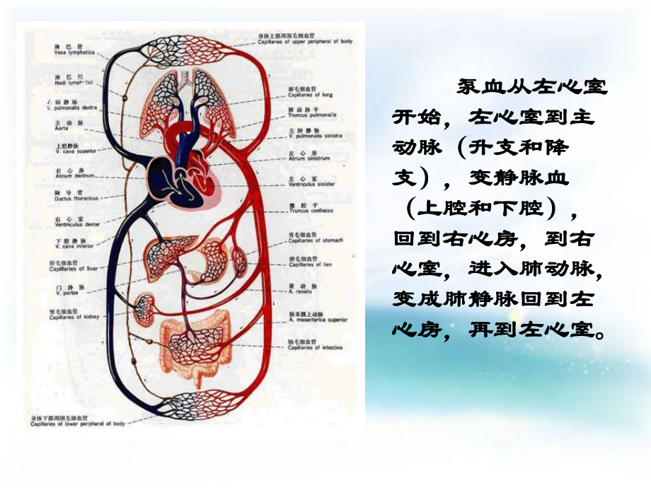 哈维15781657年对血液循环的发现.ppt_第2页