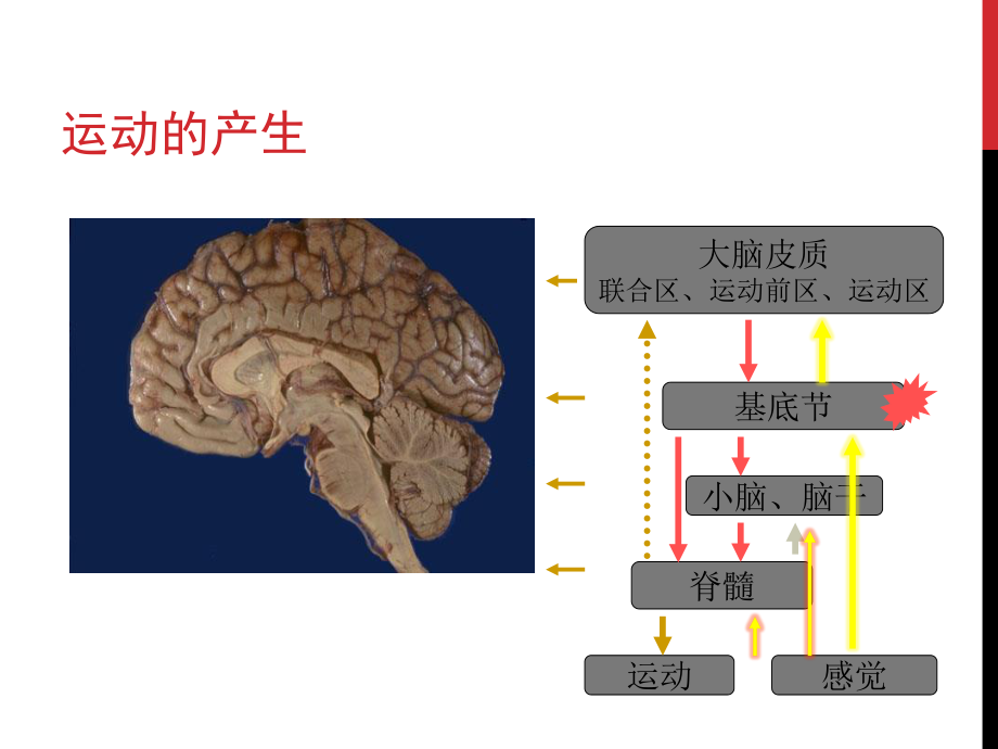 最新权威-脑卒中康复.ppt_第3页