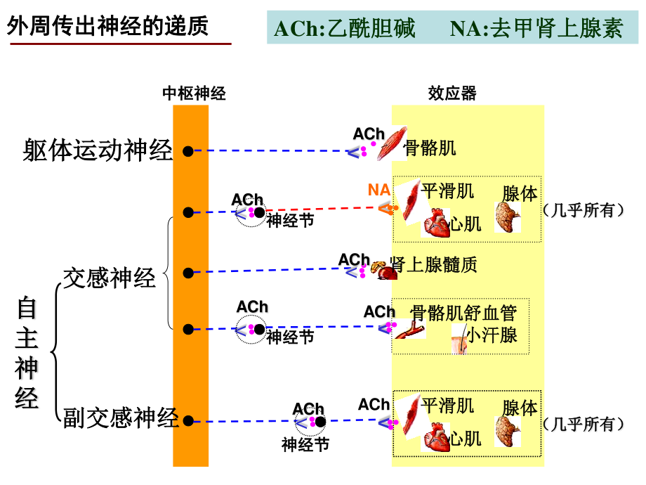 神经系统药理-2(传出).ppt_第2页