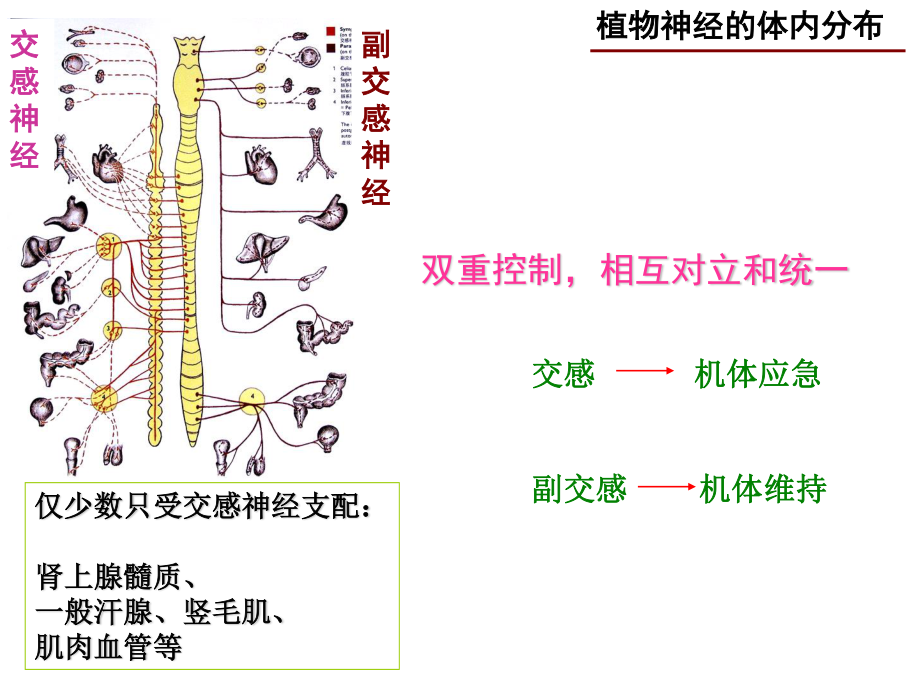 神经系统药理-2(传出).ppt_第3页