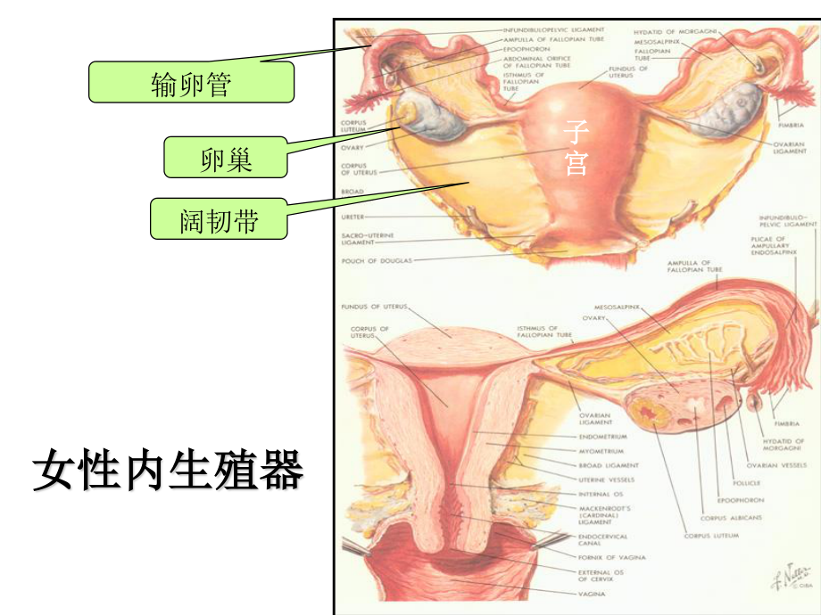 妊娠病异位妊娠.ppt_第2页