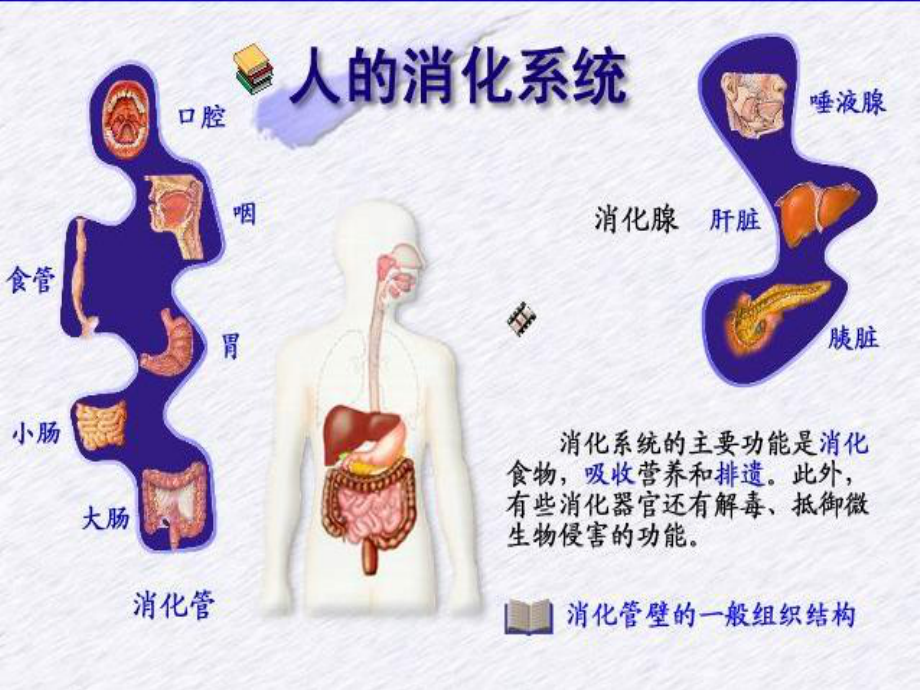 戈-消化和吸收.ppt_第2页