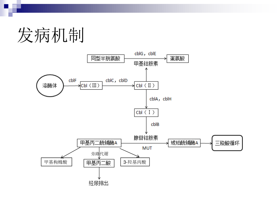 甲基丙二酸血症研究.ppt_第3页