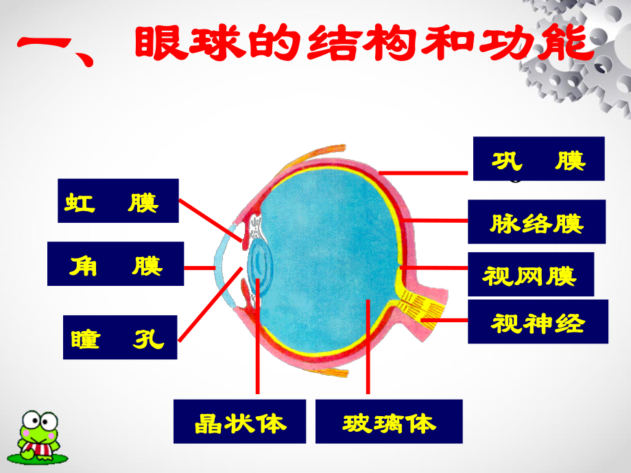 眼和视觉(郎).ppt_第2页