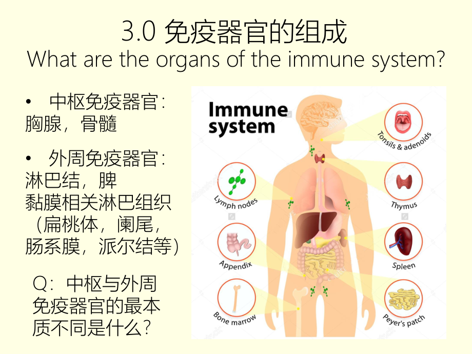 感染与免疫免疫器官-免疫细胞.pptx_第3页