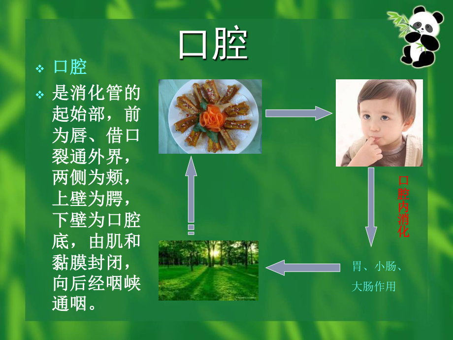 口腔内消化.ppt_第2页