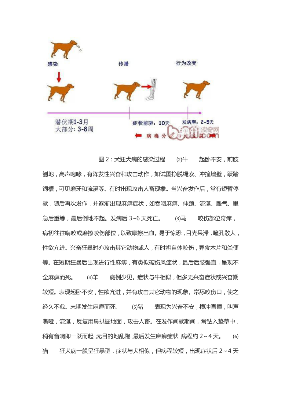 狂犬病的防治.pdf_第3页