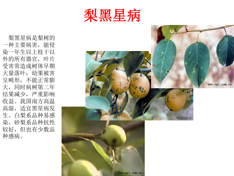 梨树病虫害防治.ppt_第2页