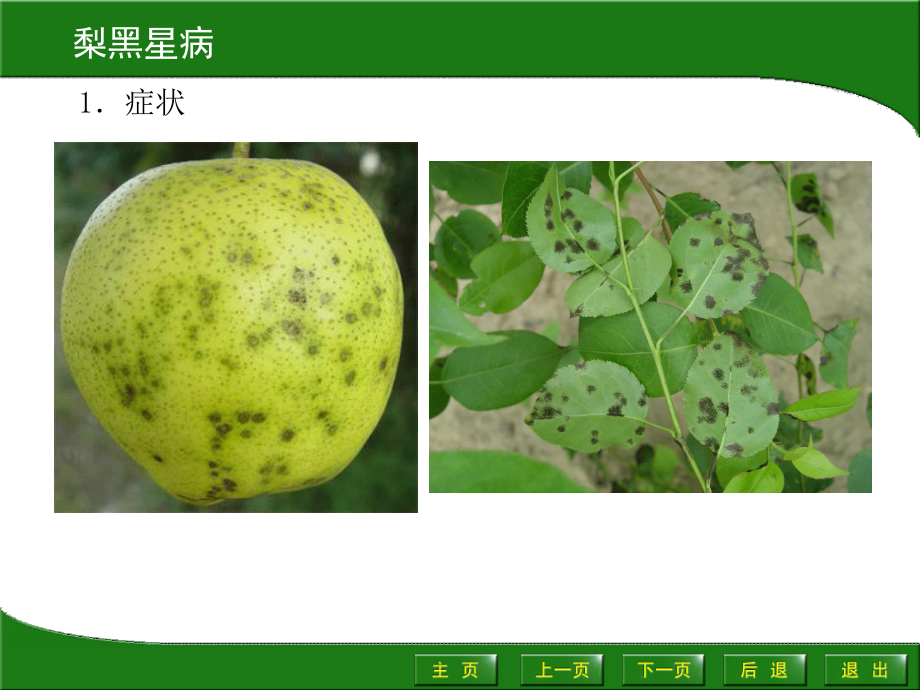 梨树病虫害防治.ppt_第3页