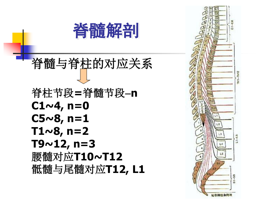 急性脊髓炎分析.ppt_第3页