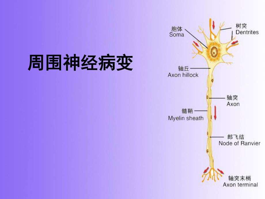 周围神经病.ppt_第1页