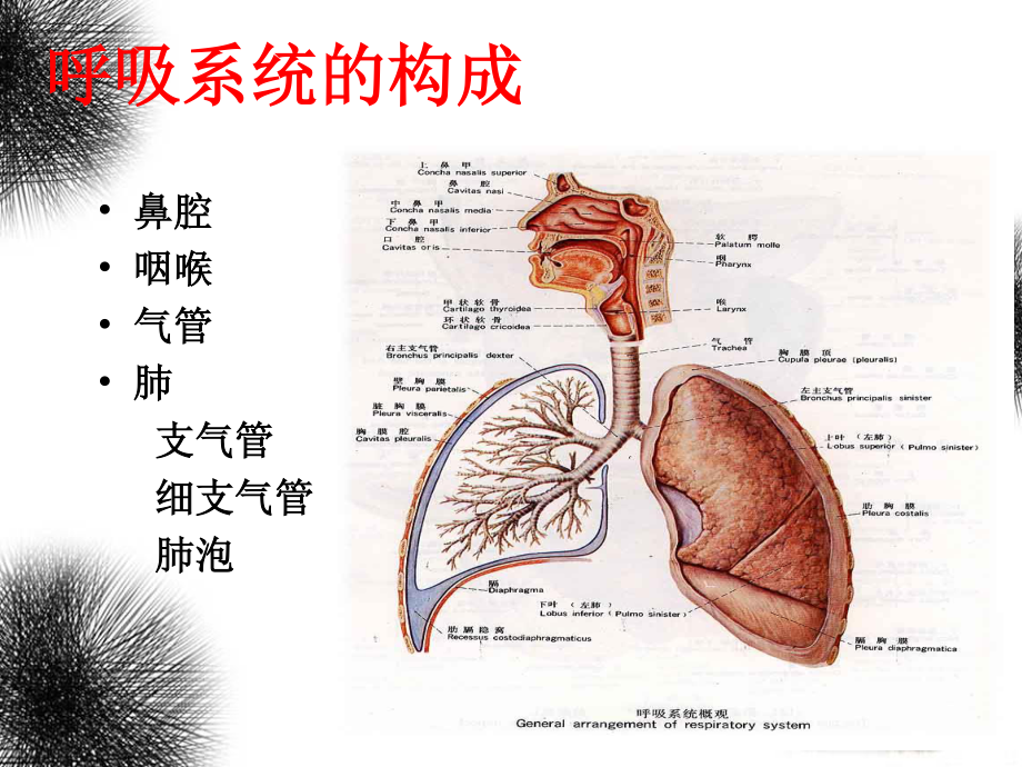 呼吸及体位排痰训练.ppt_第2页