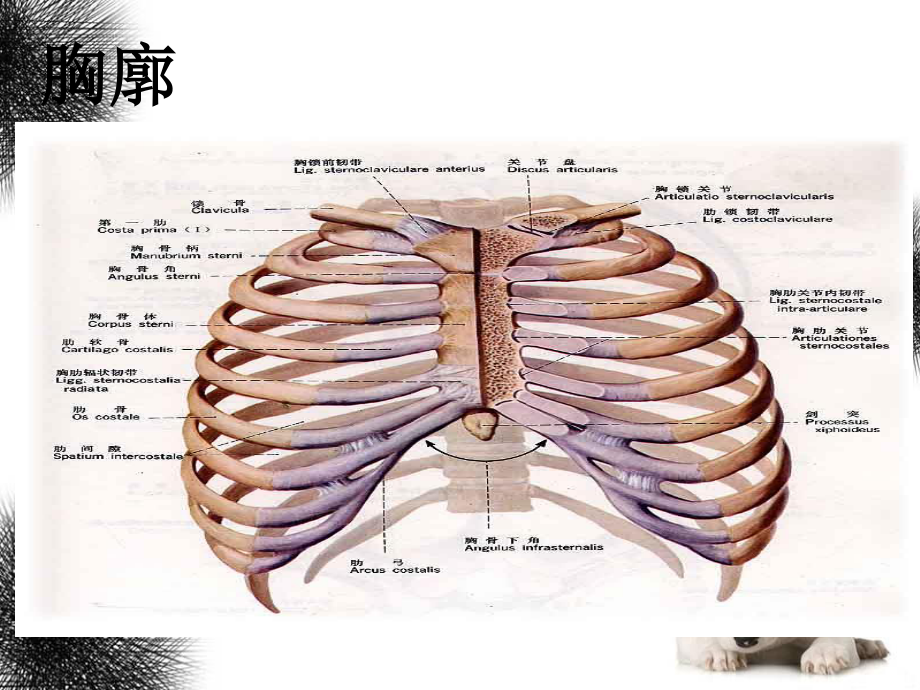 呼吸及体位排痰训练.ppt_第3页