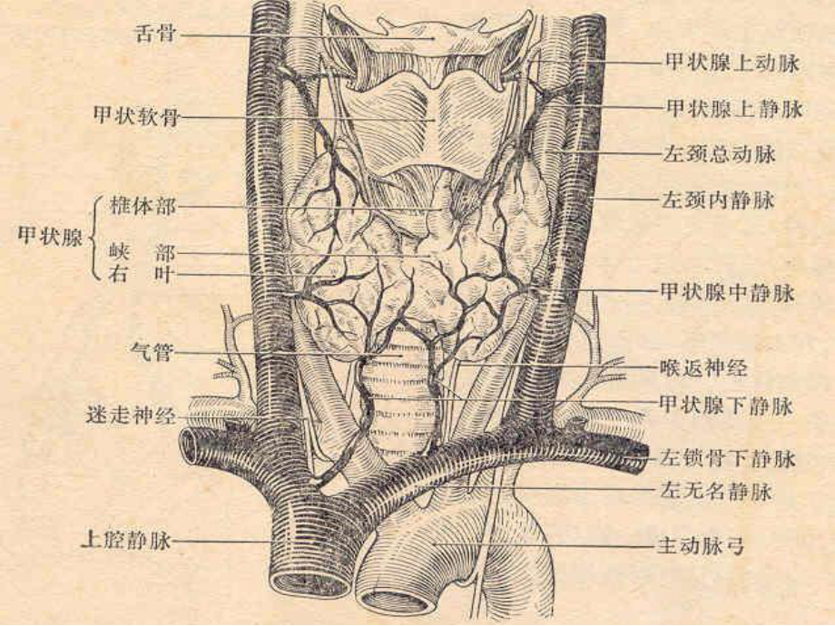 甲状腺基础-苏青02.pptx_第3页