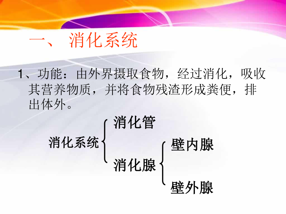 猪的内脏消化系统.ppt_第2页