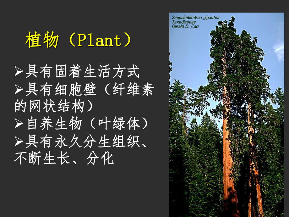 药用植物学.ppt_第2页