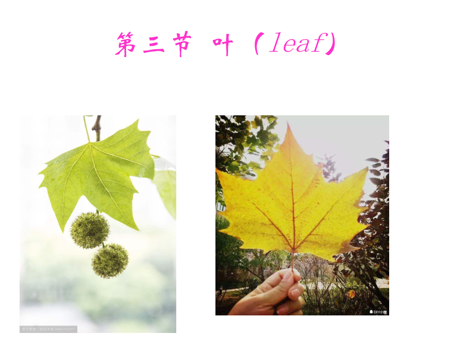 植物的营养器官之叶.ppt_第1页