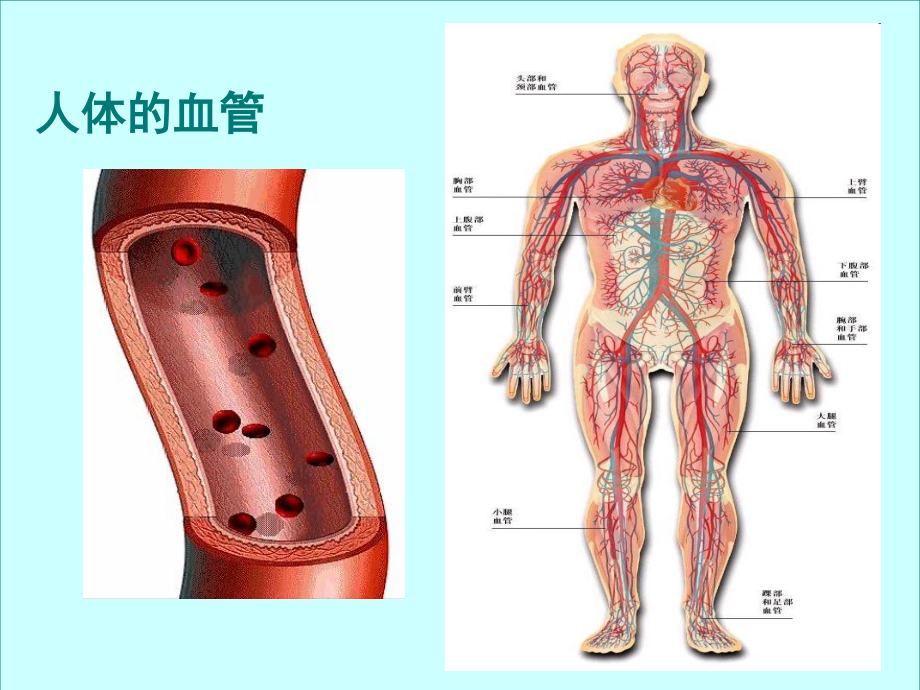 血流的管道-血管(完整版).ppt_第1页