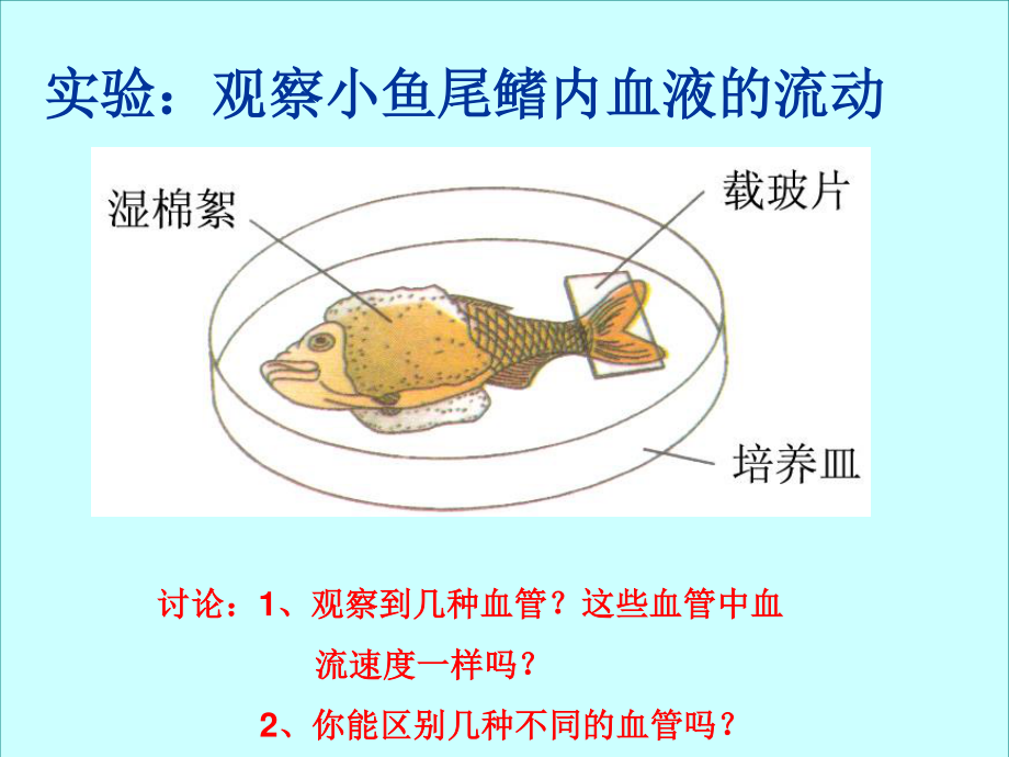 血流的管道-血管(完整版).ppt_第2页