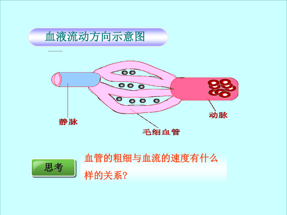 血流的管道-血管(完整版).ppt_第3页