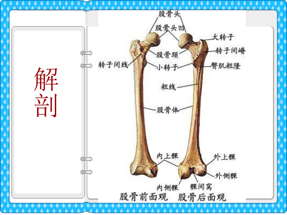 大腿损伤及功能康复.ppt_第3页