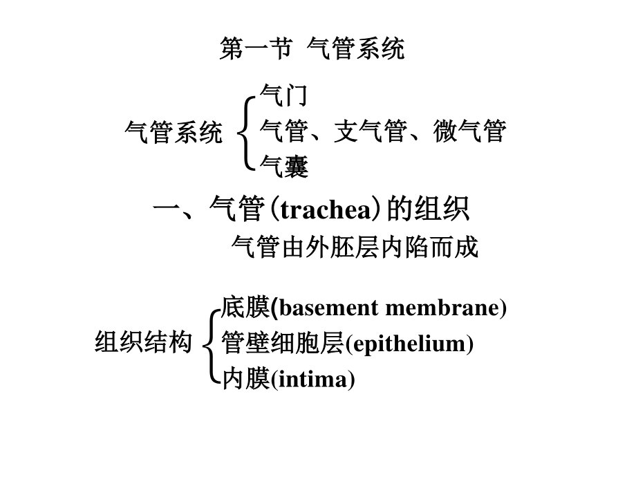 昆虫的呼吸系统1PPT.ppt_第2页