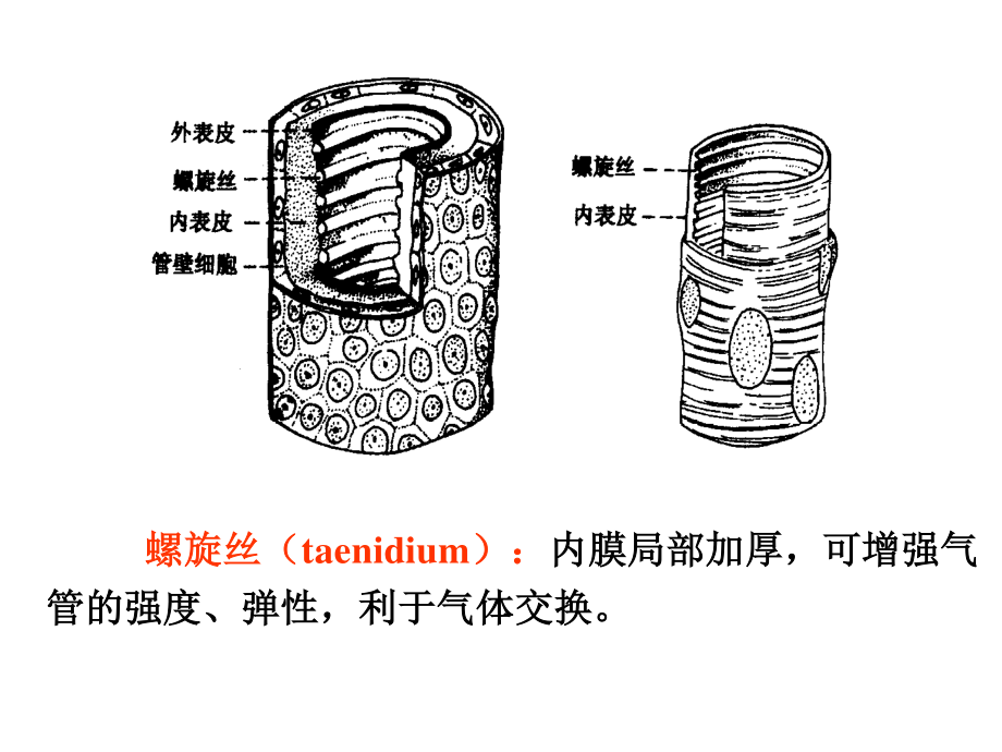 昆虫的呼吸系统1PPT.ppt_第3页